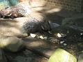 Zoo Cottbus 128
